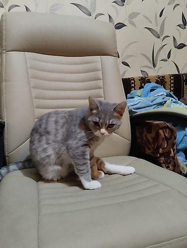 Аквариумы: Британская — 5