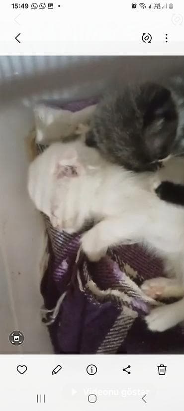 pulsuz pişiy: Yaxşı əllərə — 2