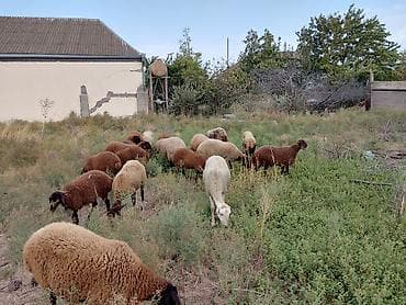 at satiwi: Dişi, Qala, il: 1, 50 kq, Damazlıq — 9