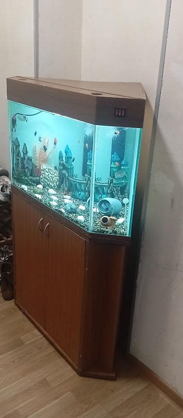 akvarum: Bu akvarium şüşə konstruksiyaya malikdir və balıqlar üçün ideal — 3