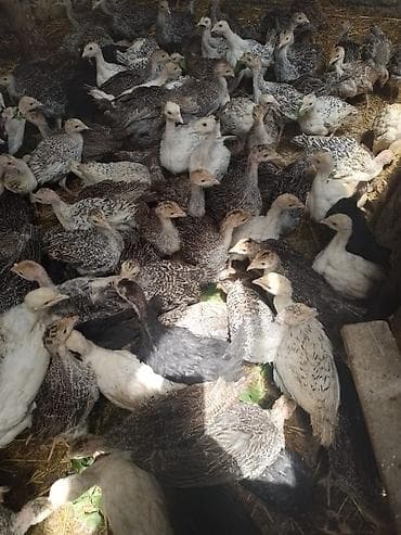 keci satisi: Dişi, Damazlıq, Ünvandan götürmə — 2