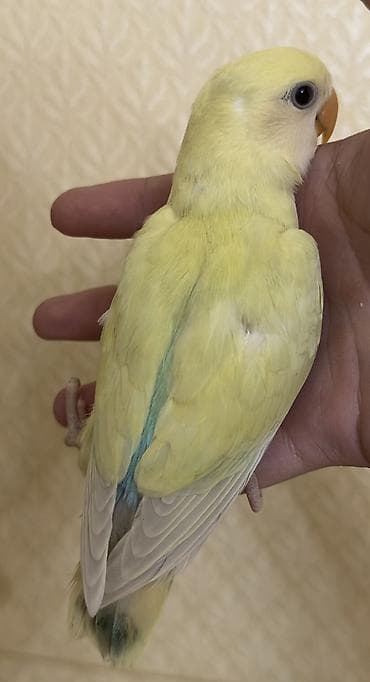 tutuquş: Salam 45 günlük baladı.Tam sağlam və aktiv quşdu — 2