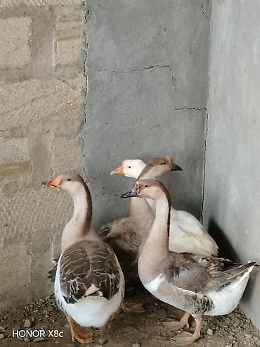 Cücələr: 2 erkək 2 dişi yumurtalamaqa başlayıblar — 1