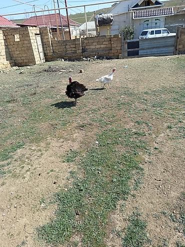 Inəklər, öküzlər: Erkək, Damazlıq — 1