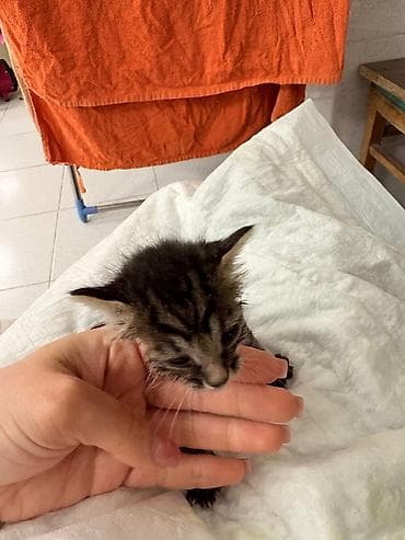 bala pisik adlari: Erkək, Yaxşı əllərə — 4