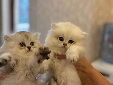 lalafo pisik: Britan — 3