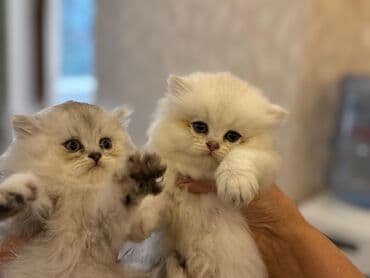 şotlan pişik: Şotland yastı qulaq, Erkək, Dişi, Yaxşı əllərə, Ünvandan götürmə, Pulsuz çatdırılma, Ödənişli çatdırılma — 226