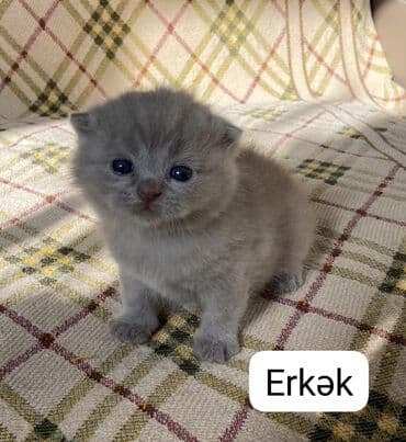 американский вислоухий кот: Шотладская вислоухая, Самец, Самка — 7