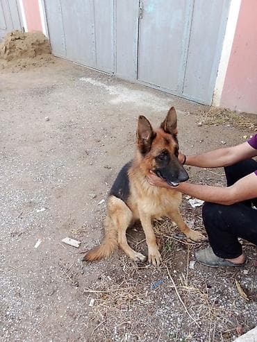 mops it: Alman çoban iti — 4