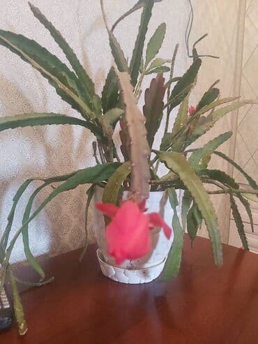 Kaktus orxideya. Üstündə 3 ədəd gül var lalafo.az -da Kaktus orxideya. Üstündə 3 ədəd gül var