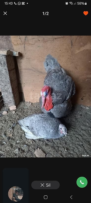 cins ineklerin satisi: Erkək, Damazlıq — 3