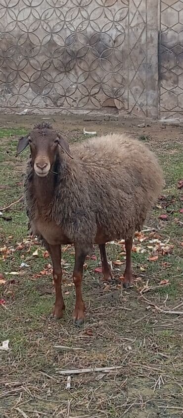 Inəklər, öküzlər: Salam ünvan Bakıin maştağa kendi obşi 5 baş cavan boğaz qoyunlar — 4