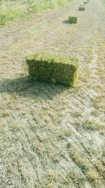Goranboy rayonunda yaşıl və iri preslənmiş yonca satılır. Yonca çox — 2