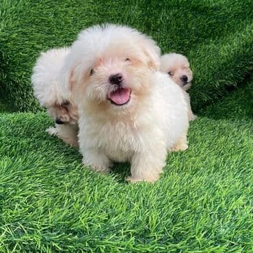 йоркширский терьер цена баку: Джек-рассел-терьер, 2 месяца, Самка — 5