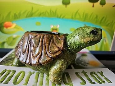 gul dibcək: Горшки для сукулентов и кактусов — 4