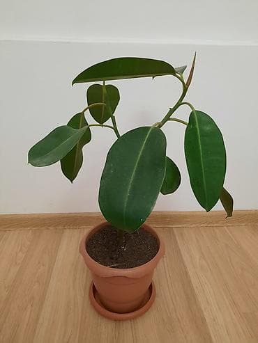 Çöl bitkiləri: Fikus — 2