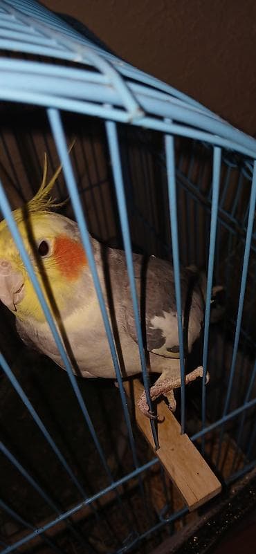 попугай жако купить в баку: 2 QƏFƏS SU QABLARI GÜZGÜ BİR SÖZLƏ TAM AKSESUARLARINymph paraket — 1