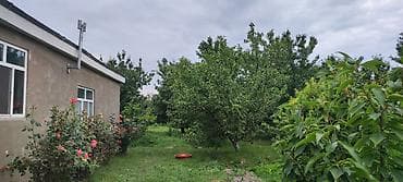 Bağ evi və meyvə bağı - Həyətyanı sahədə sıx yaşıllıq, meyvə ağacları