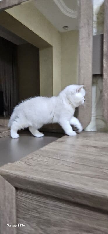 silver sinsila: Şinşilla, Erkək, Yaxşı əllərə, Ünvandan götürmə — 2