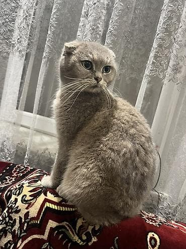 van pisiyi: Şotland yastı qulaq — 7