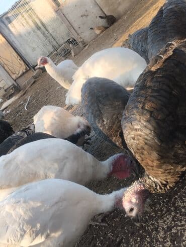 Коровы, быки: Məhsul: Hinduşka sürüsü (ağ və qara rəngli) Təsvir: - Şəkillərdə — 3