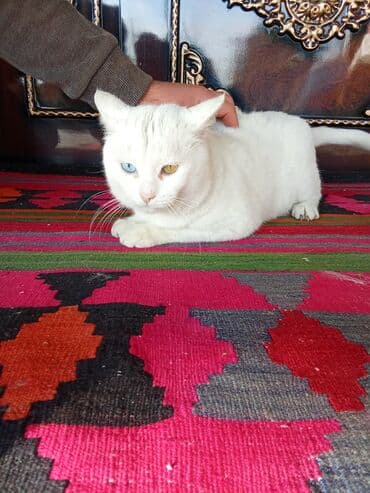 pişikler ucuz: Məhsul: Heteroxromiyalı ağ pişik Təsvir: - Tamamilə ağ tüklü, yumşaq — 1