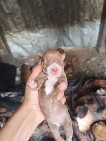ayagi tuklu toyuqlar: Pitbul, 1 ay, Ünvandan götürmə, Rayonlara çatdırılma, Pulsuz çatdırılma — 4