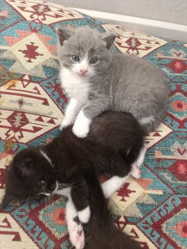 котята породистые купить: Британская, В добрые руки — 3