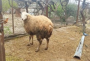 qoyun satilir: Erkek toğlu tam sağlamdir.Damazliq uçun eladi — 3