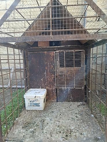 Quşlar: Dəmir karkaslı quş qəfəsi/peykan - Material: tam metal karkas, tor — 2