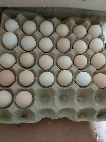 Süd: Mayalanmış təmiz qan Xarkov yumurtdaları — 2