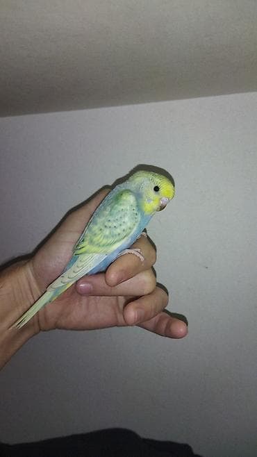 xaski it adlari: Il — 1