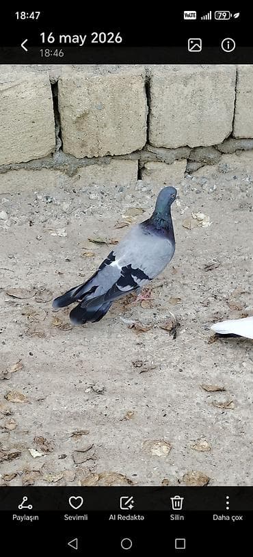 qaz ve ordek satisi: 3 denedi, hamsi 40 azn Qaradağ göy erkekdi iksi maya — 1