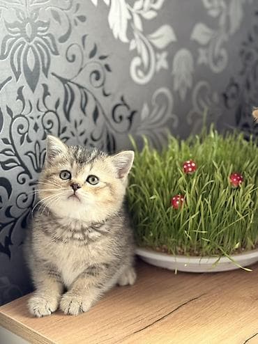 tuksuz pişik: Şinşilla — 1