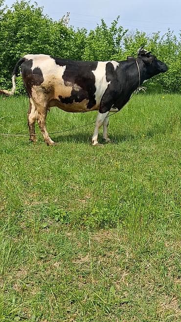 той пудель цена в баку: Самка, лет: 6, Для молока, Самовывоз — 2