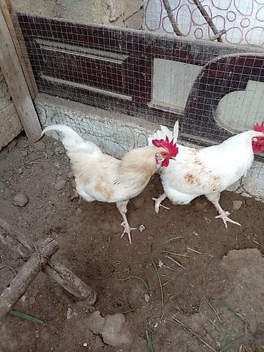 Xoruz, il: <1, Ünvandan götürmə