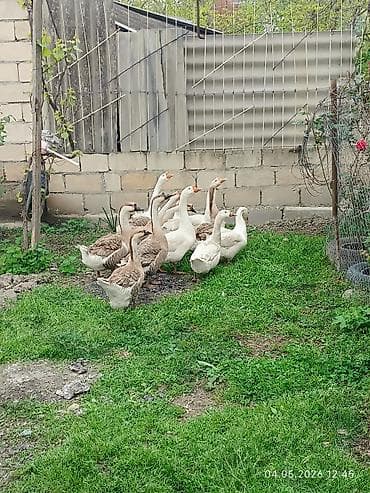 ev heyvanları satışı: Təcili satılır boş bekar adamlar zəhmət olmasa narahat eləməsin — 1