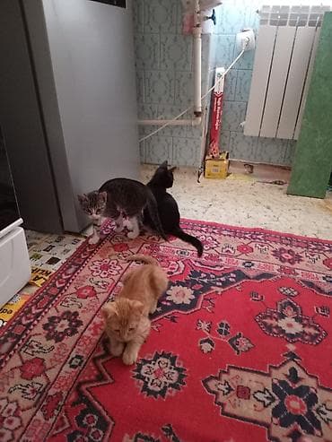 pişik sahib: Yaxşı əllərə — 6