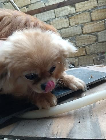 qurdbasar balaları: Pekines — 3