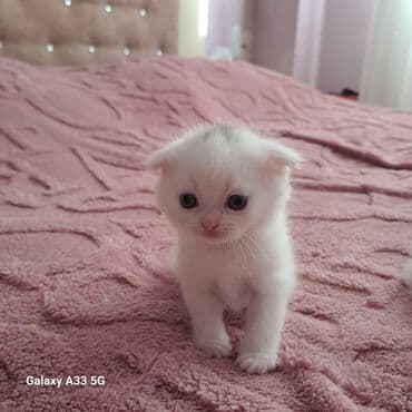 pişik şotlant: 50 ile 250 arasi cins saf qan pisiklerimiz var( Silver sinsila temiz — 10