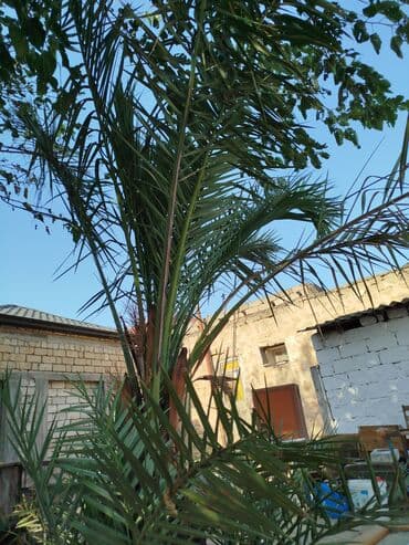 palma agaci satilir: Xurma palması (Phoenix dactylifera) - Bağ və həyət üçün dekorativ — 4