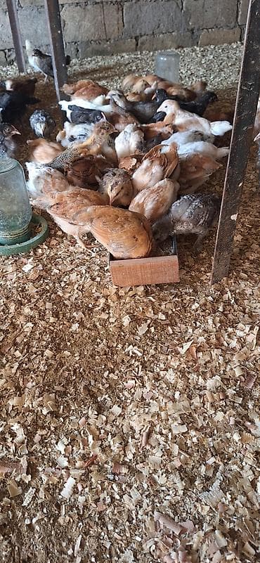 cücə alıram: Toyuq cücələri, Damazlıq — 4