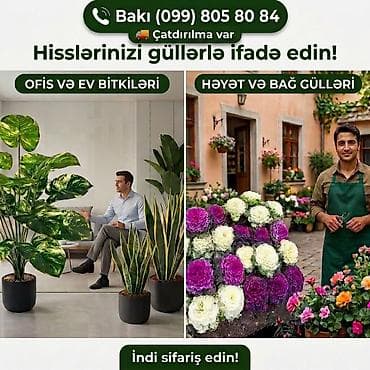 gul novləri: Ofis və ev bitkiləri, həyətyanı sahə və bağ gülləri - Ofis və mənzil — 1
