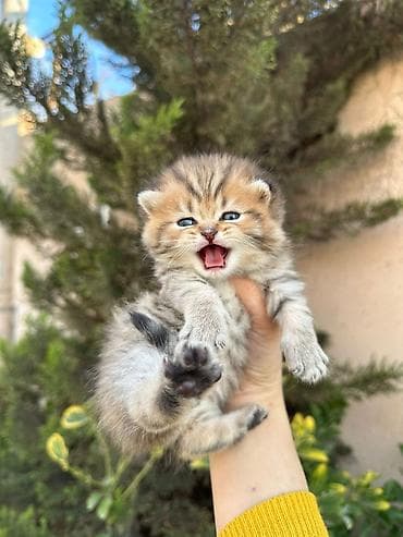 Tabbi lalafo.az -da Tabbi