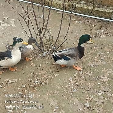 tap. az itler: Hamsi satılır çoxu yumurtduyur — 3