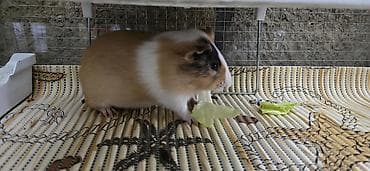 ev heyvan: Dovşancıq/qravçik (guinea pig) üçün tam avadanlıqlı qəfəs dəsti — 2