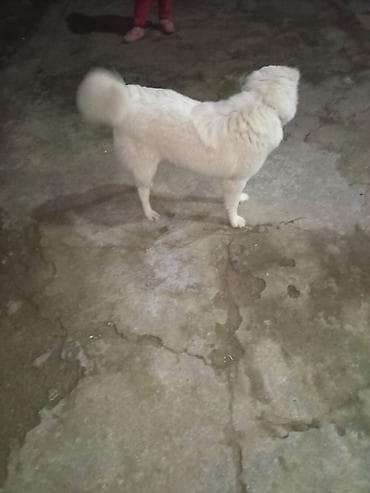 7 ay, Erkek, Ünvandan götürmə lalafo.az -da 7 ay, Erkek, Ünvandan götürmə