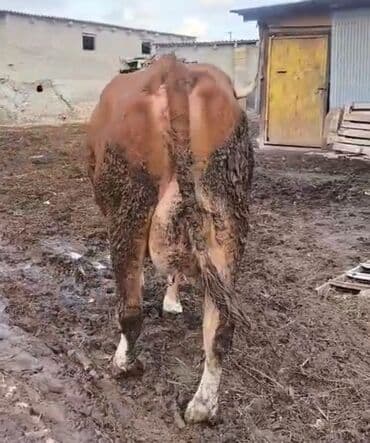 dişi dana: Satılır: balası ilə inək - Cins tip: Simmental tipli, qırmızı-ağ — 3