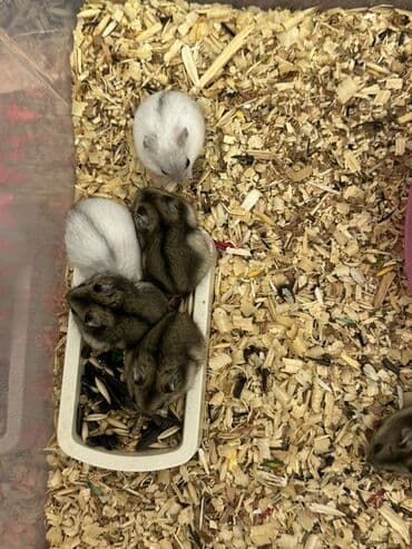 Digər avtomobillər: Cırtdan hamsterlər – Dwarf hamster balaları - Növ: Cırtdan — 3