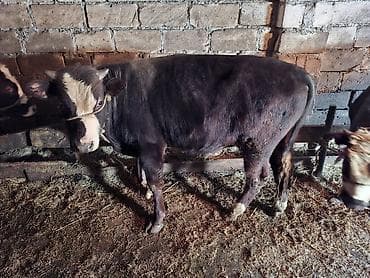 Digər heyvanlar: Satılır: Qara rəngli, alın və burun hissəsi ağ olan dana - Növ — 2